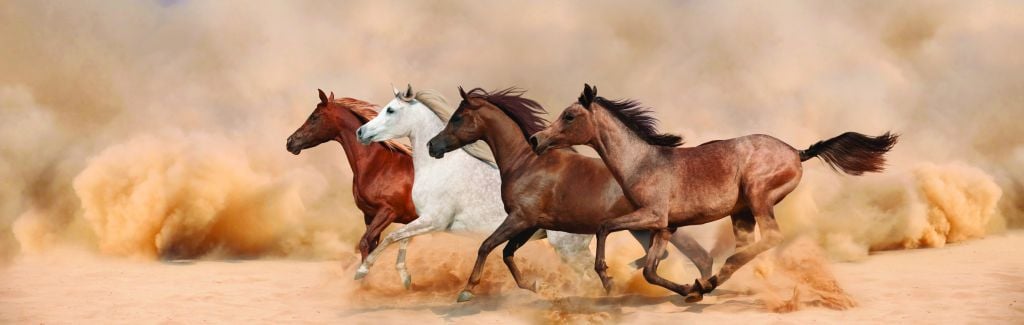 Galloping horses in a sandstorm