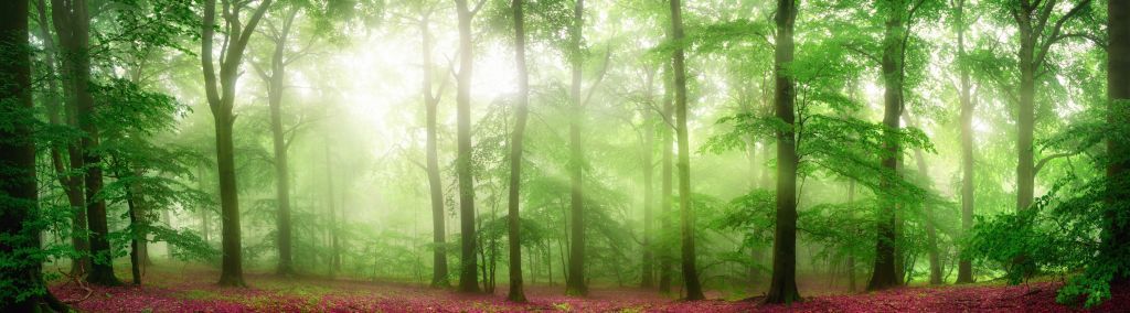 Green forest panorama