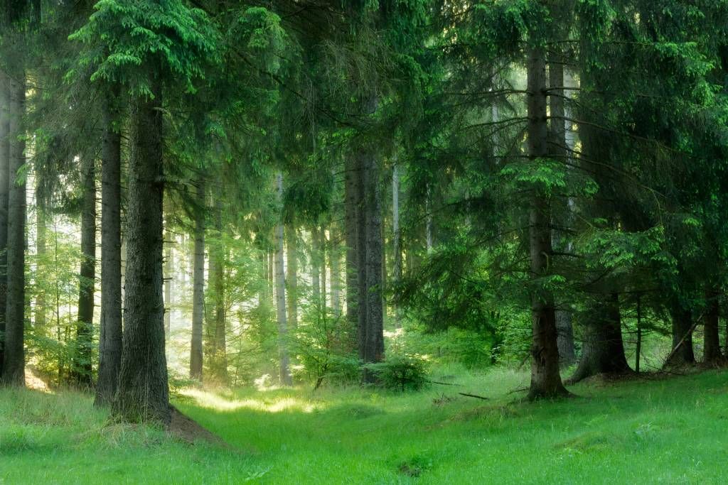 Green conifers forest