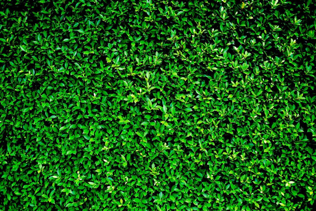 Groene Bladeren Textuur
