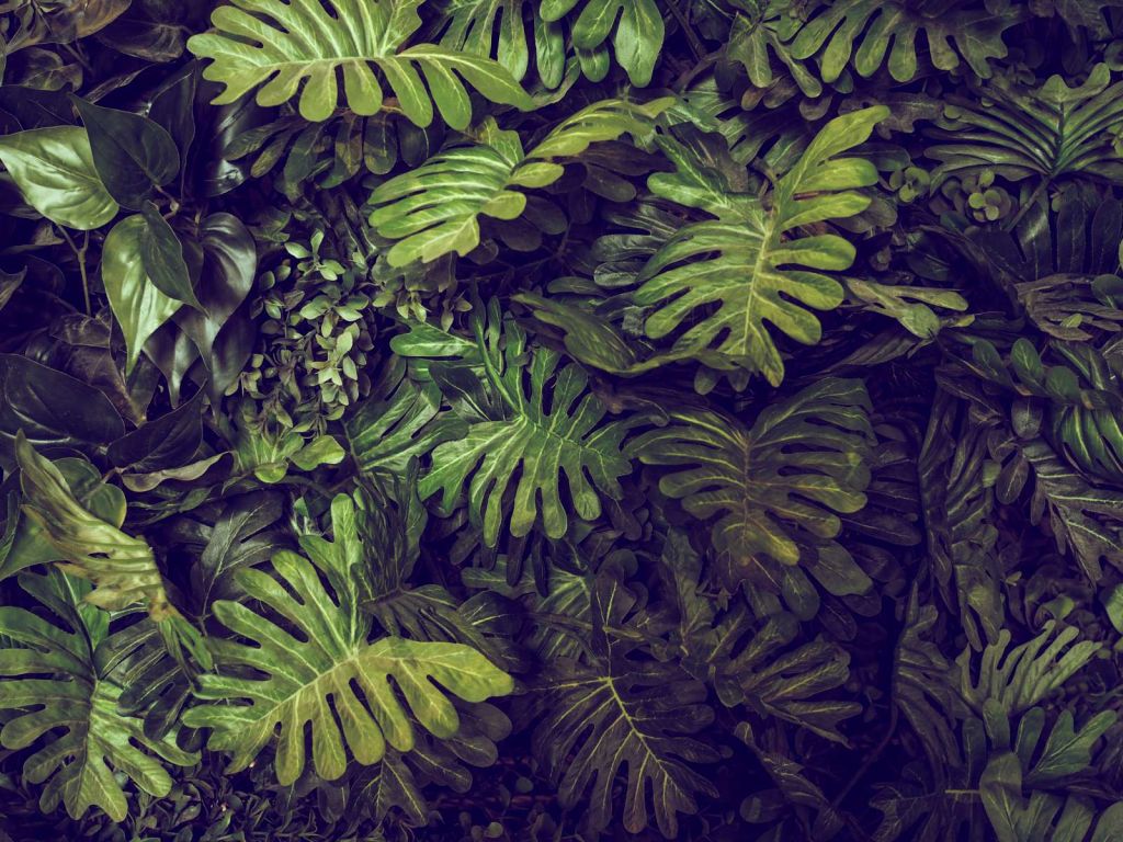 Groene Monstera Bladeren