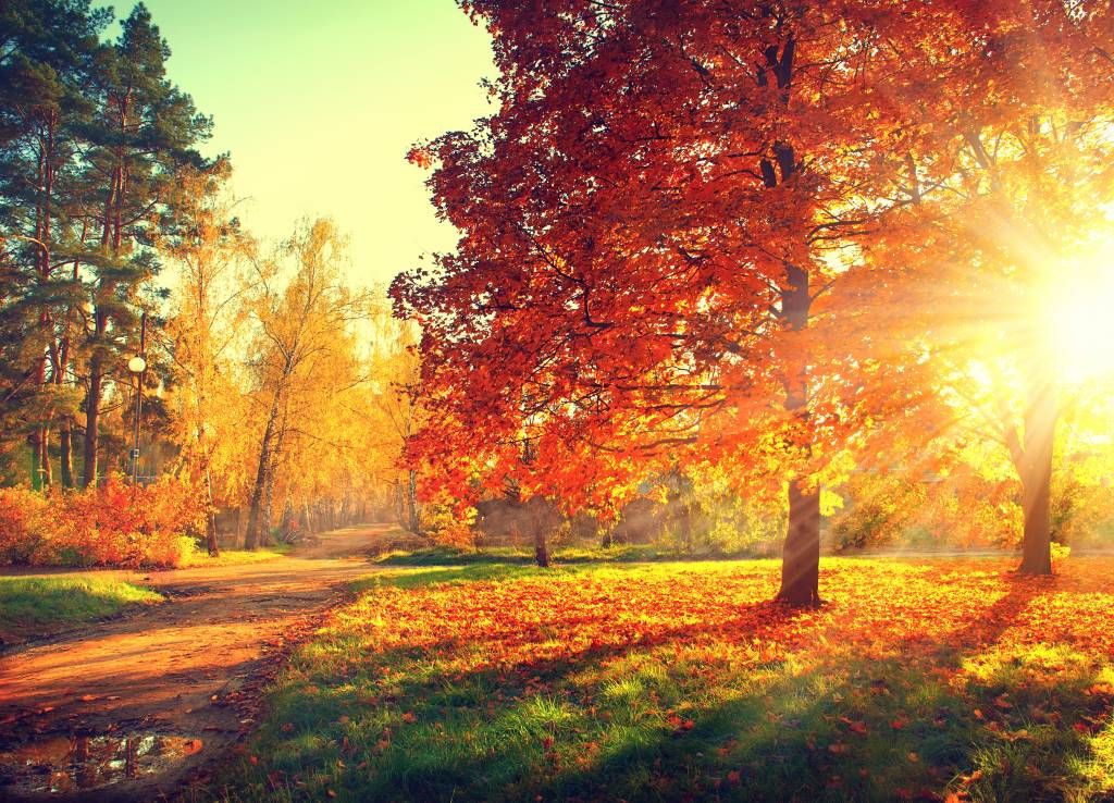 Autumn trees in sunlight