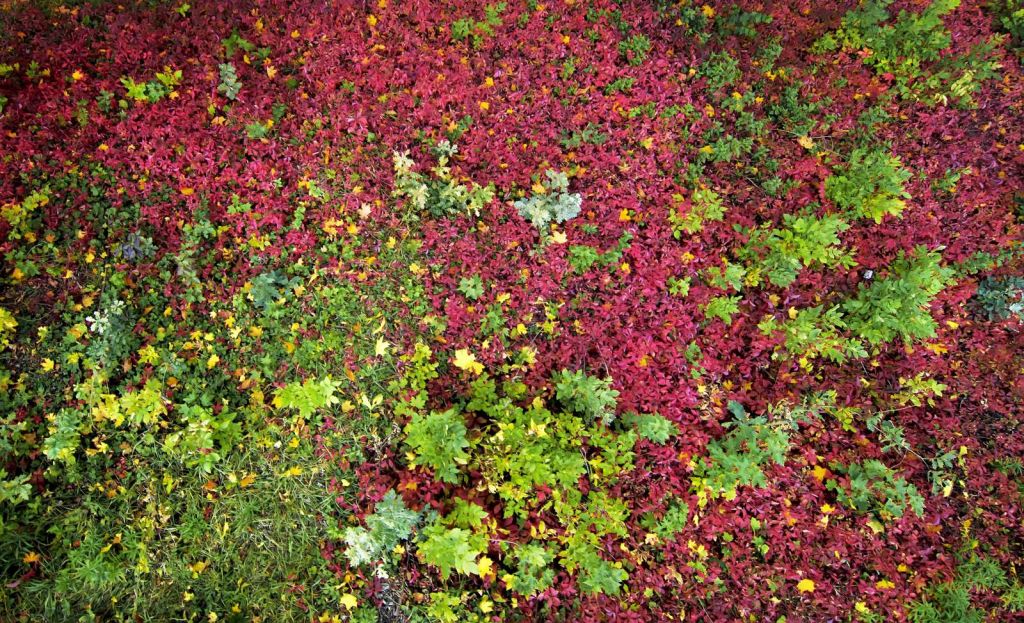 Herfst Bladeren