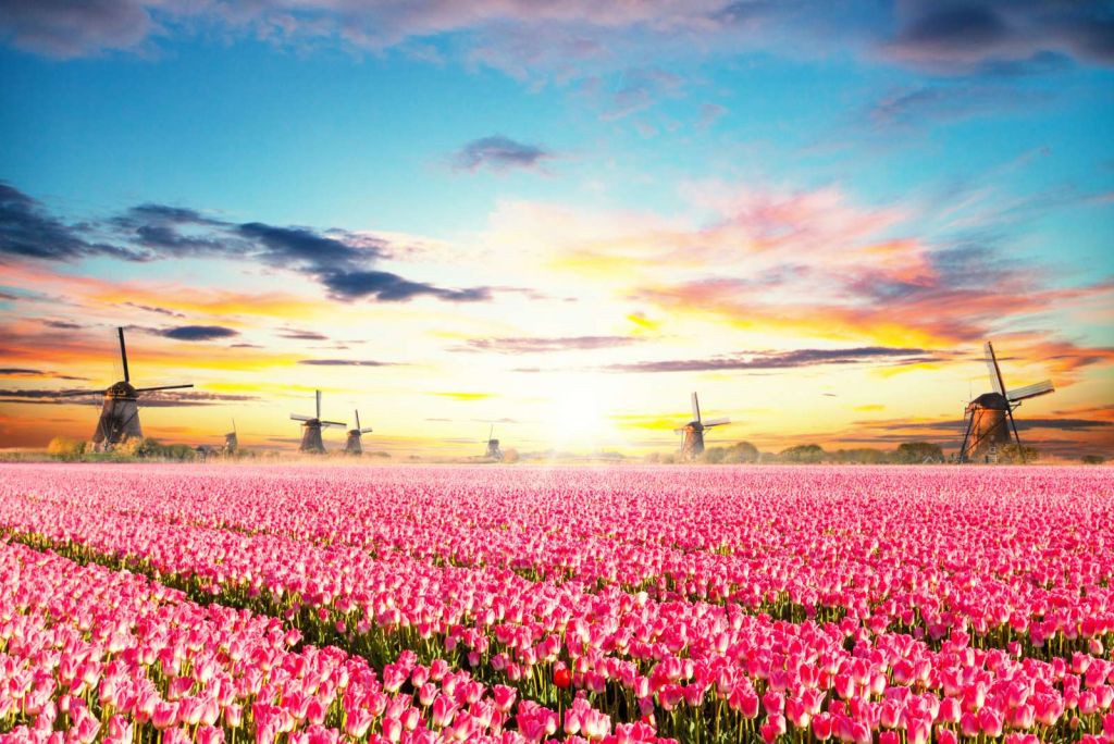 Hollands roze tulpenveld