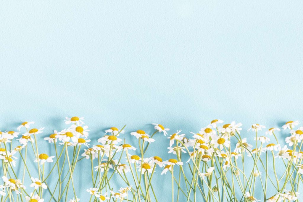 Kamille bloemen met een blauwe achtergrond