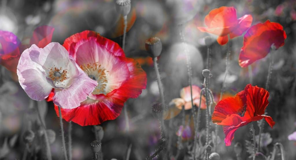 Poppies in black, white, red