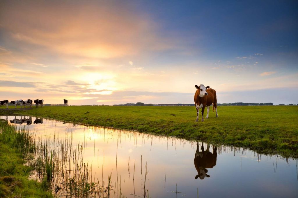 Koeien in een weiland