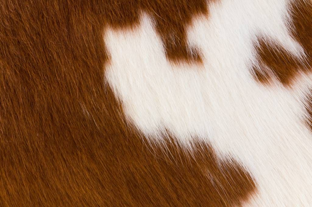Cowhide red and white cowhide