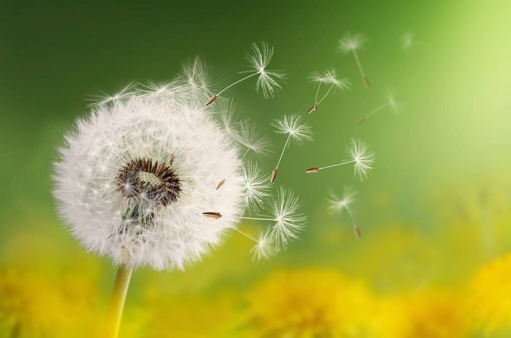 Dandelion