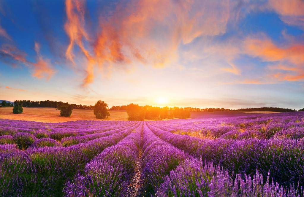 Field of Lavender