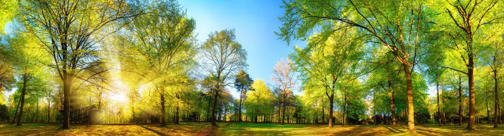 Spring landscape