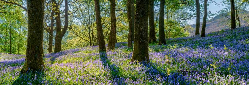 Spring panorama in a forest