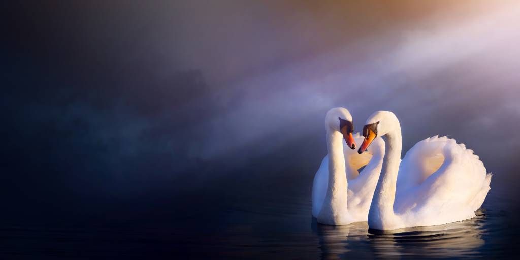 Love couple white swans