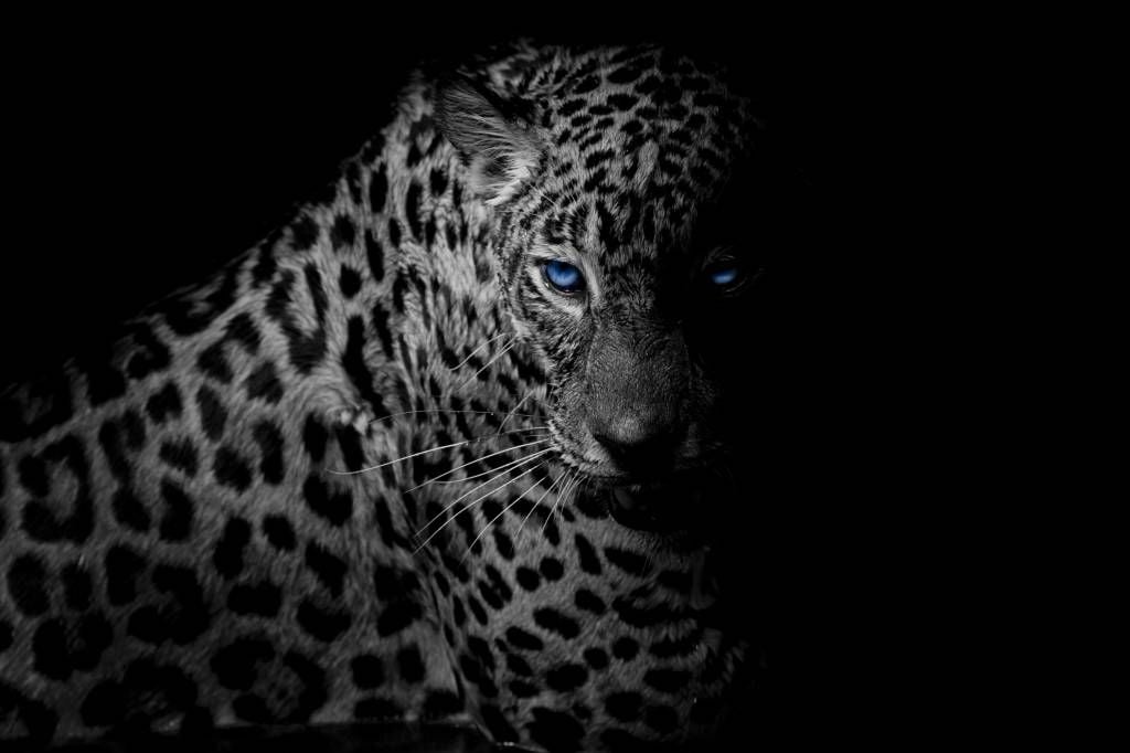 Leopard on black background