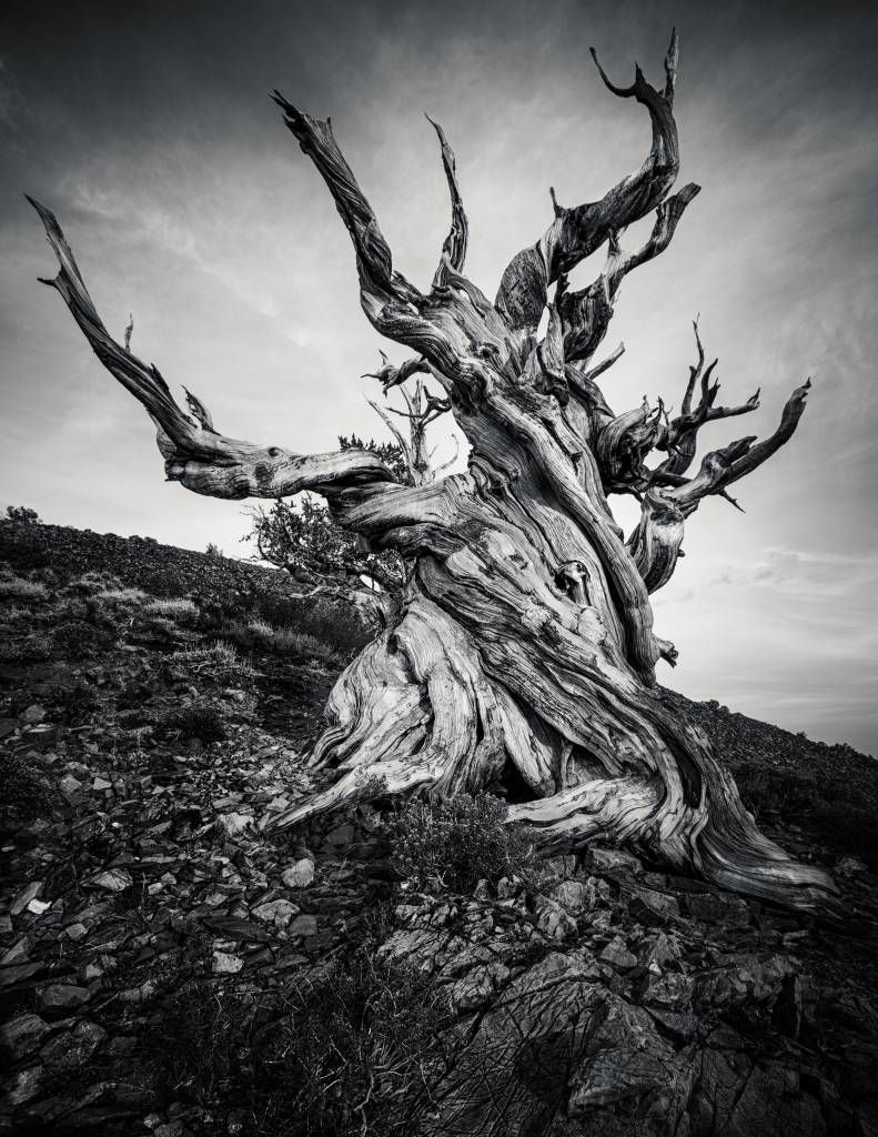 Methuselah tree