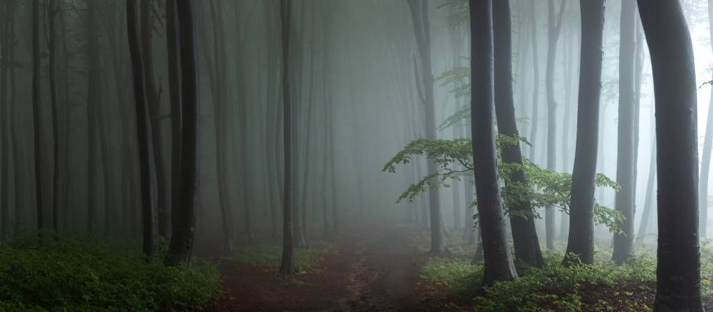 Foggy forest panorama