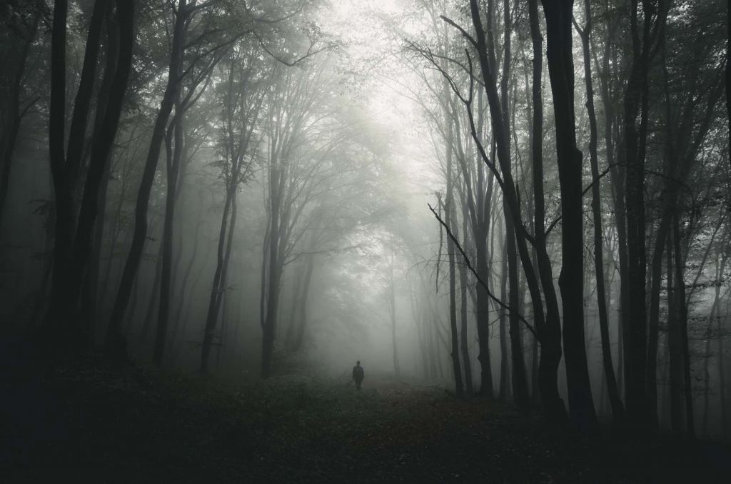 Mysterieuze Bos met Mist