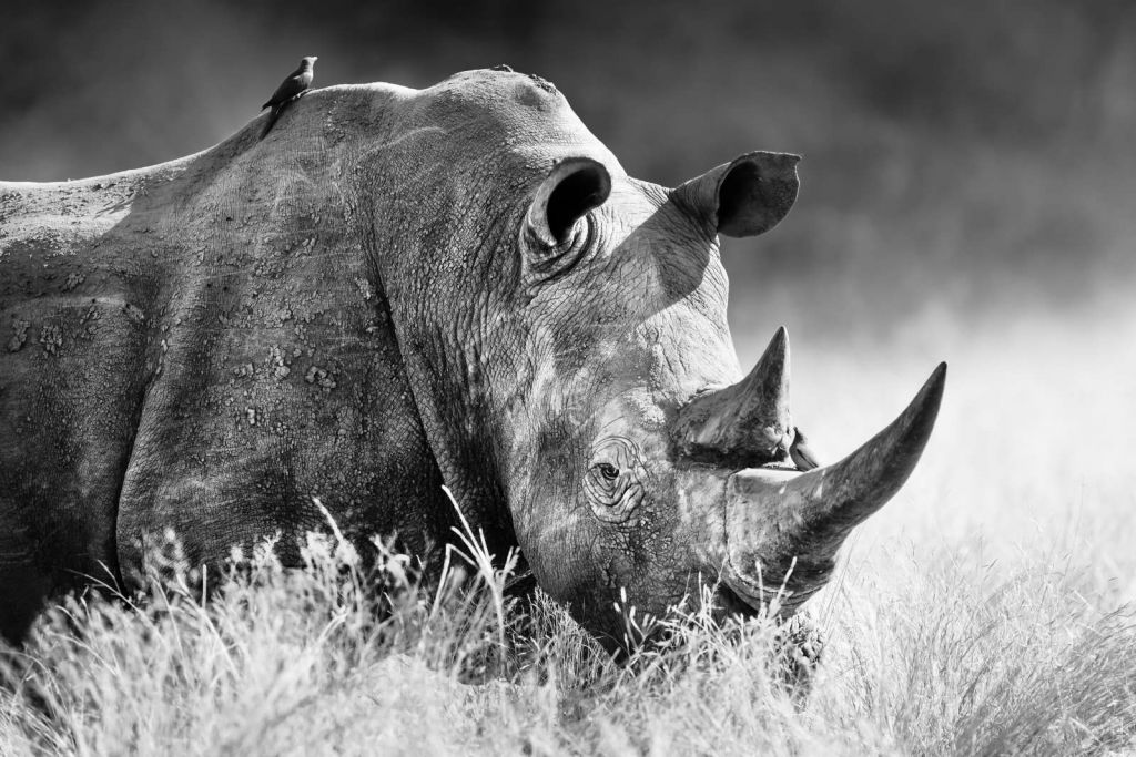 Neushoorn in zwart-wit