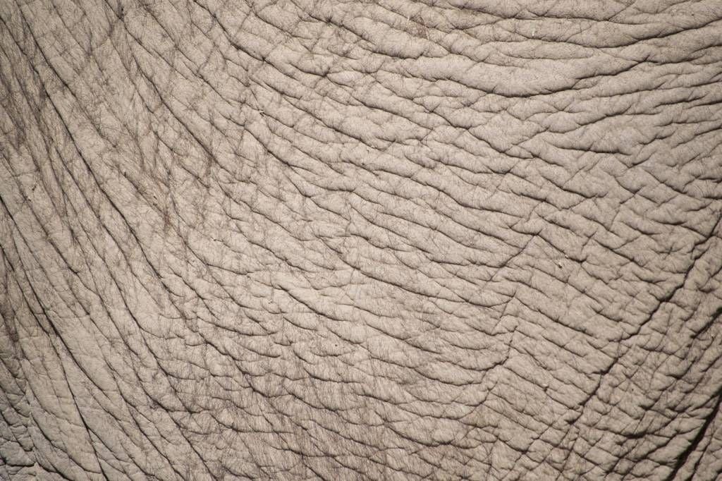 Elephant skin