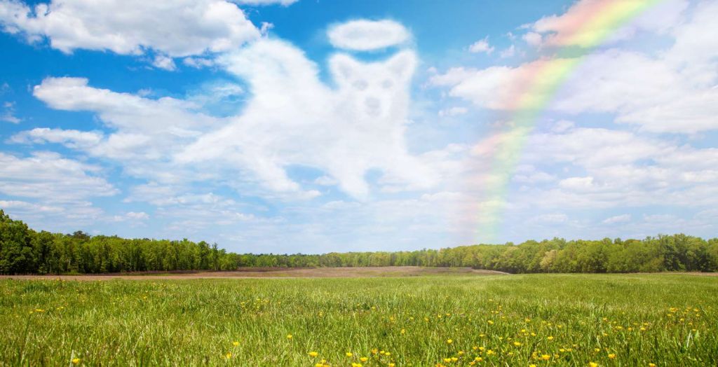 Open veld met Hond Engel wolk