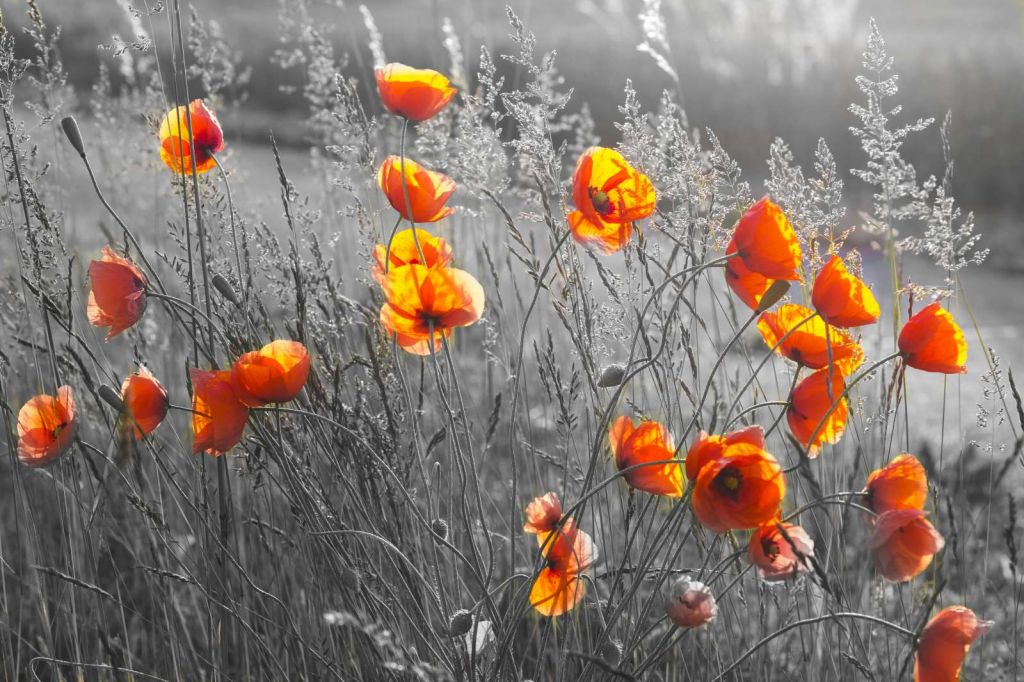 Oranje klaprozen met een zwart-witte achtergrond
