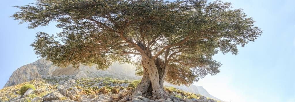 Old olive tree