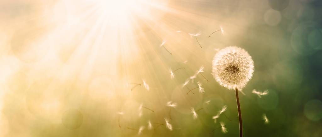 Dandelion in the wind