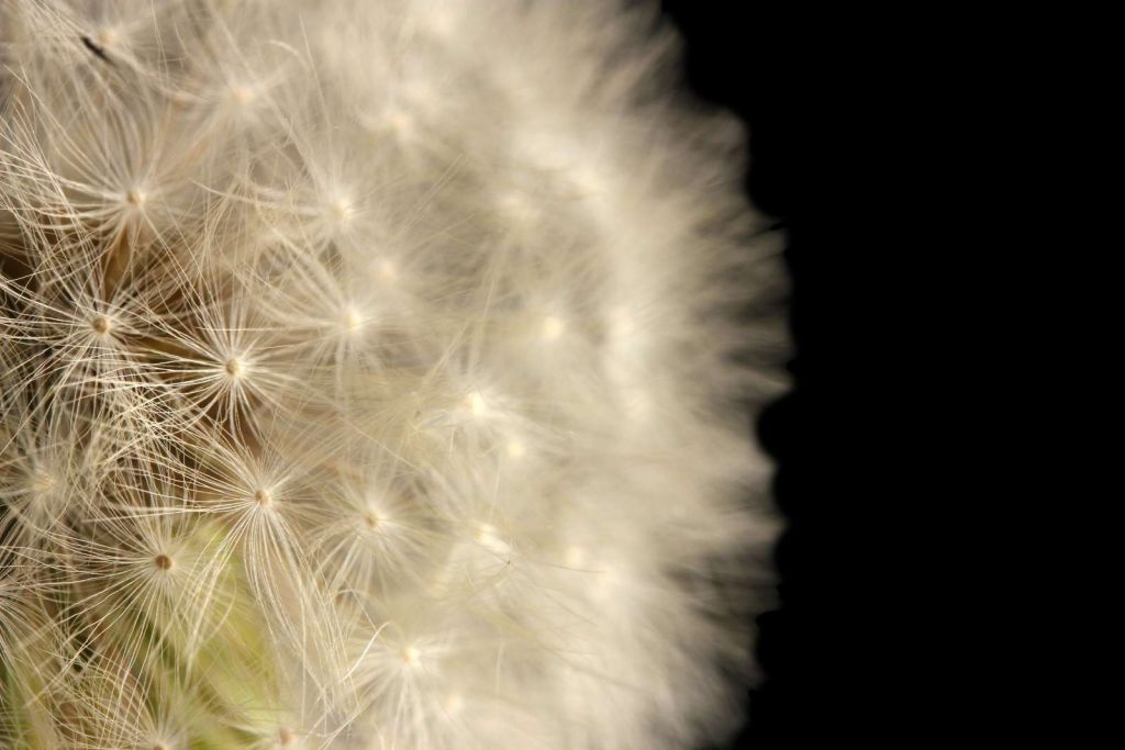 Paardenbloem met zwarte achtergrond