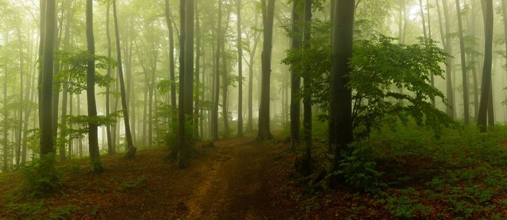 Path through misty green forest