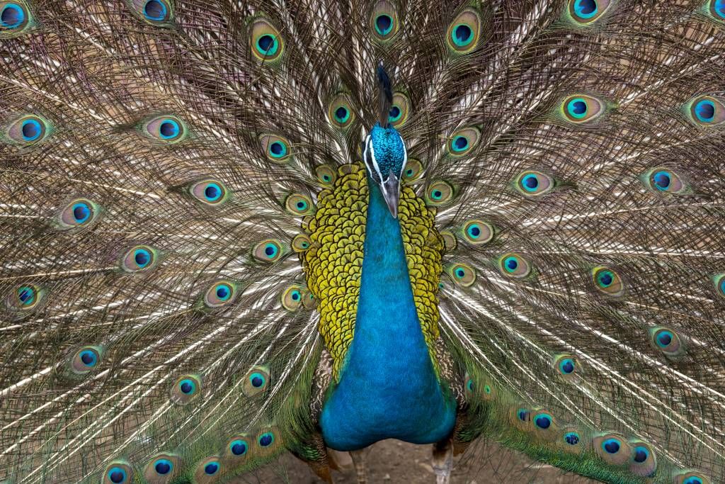 Peacock with stuffed feathers