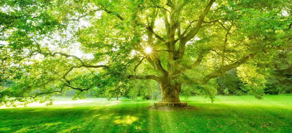 Plane tree