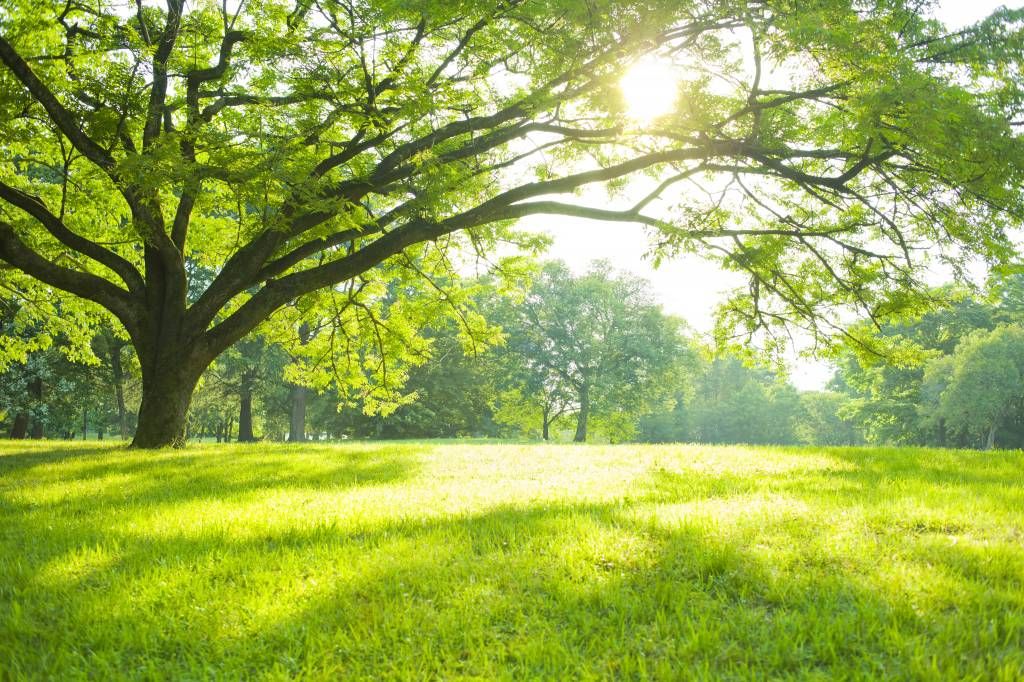 Beautiful tree with green grass