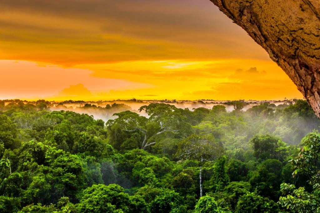Rainforest in Brazil 