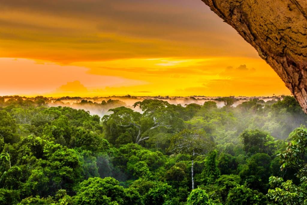 Rainforest in Brazil