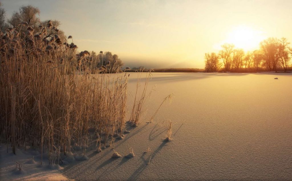 Riet op het strand bij zonsondergang