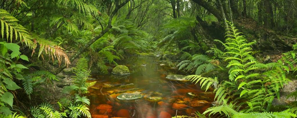 River in the rainforest