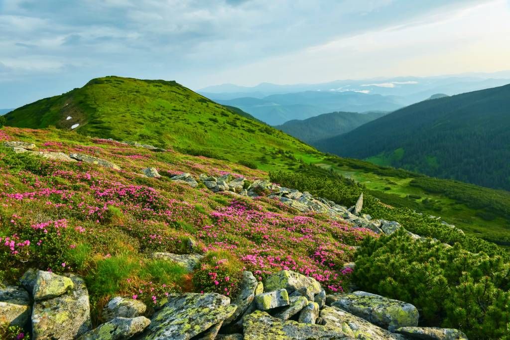 Rhododendrons in the mountains