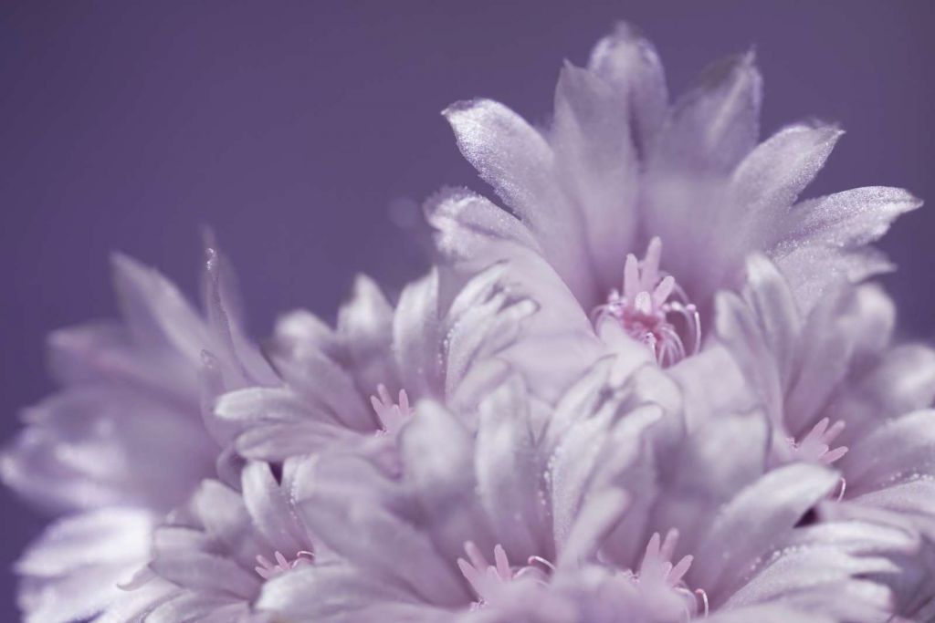 Roze bloemen met een paarse achtergrond