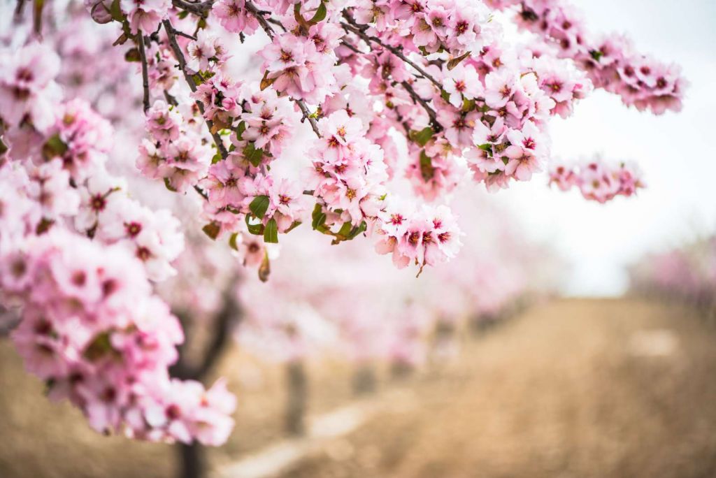 Roze Bloesem op Veld