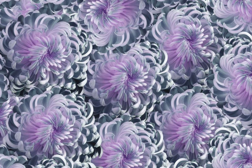 Roze chrysanthemum bloemen design