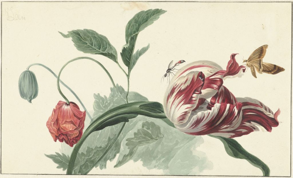 Tulip and a poppy, Willem van Leen