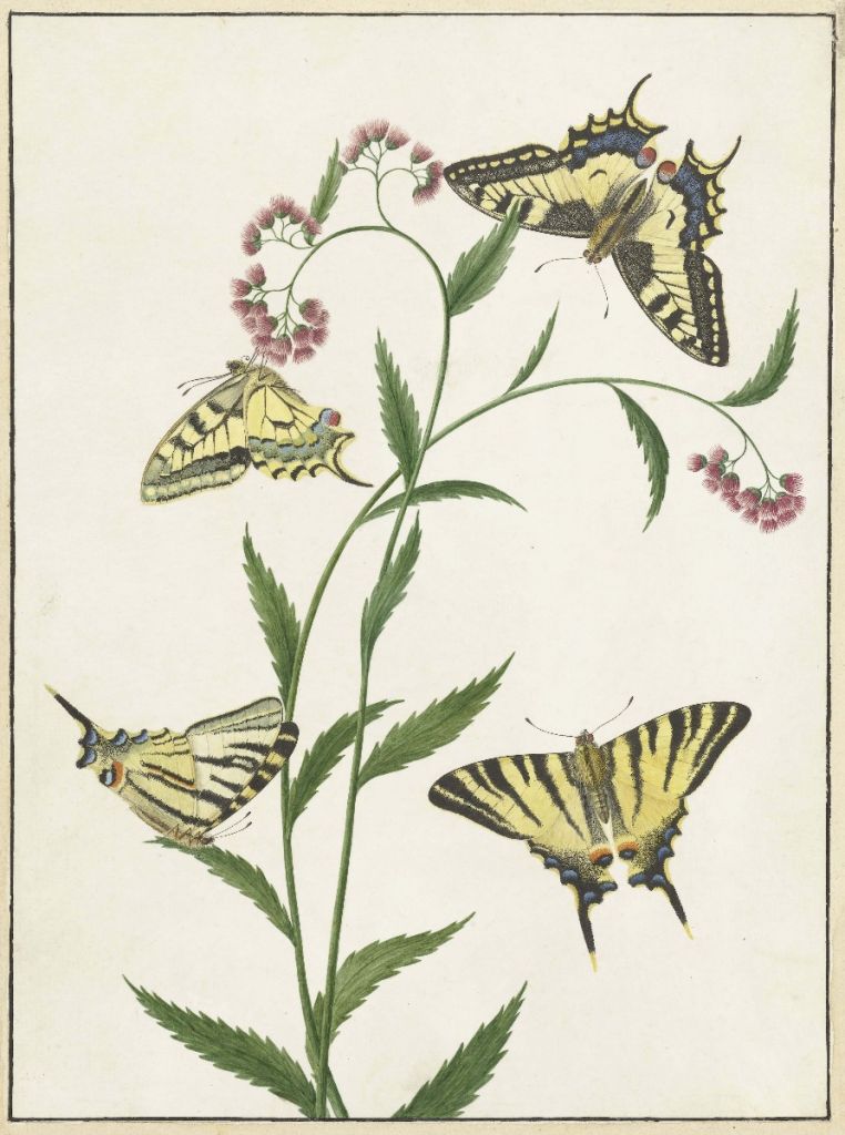 Four butterflies on flowers, Paulus Knogh