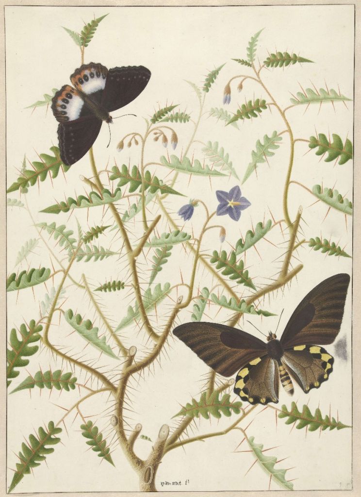 A blossoming shrub with two exotic butterflies