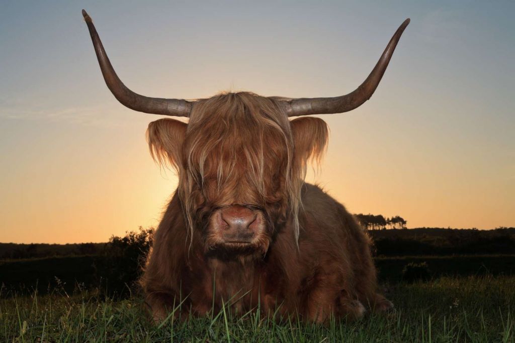 Schotse Hooglander in het gras bij zonsondergang