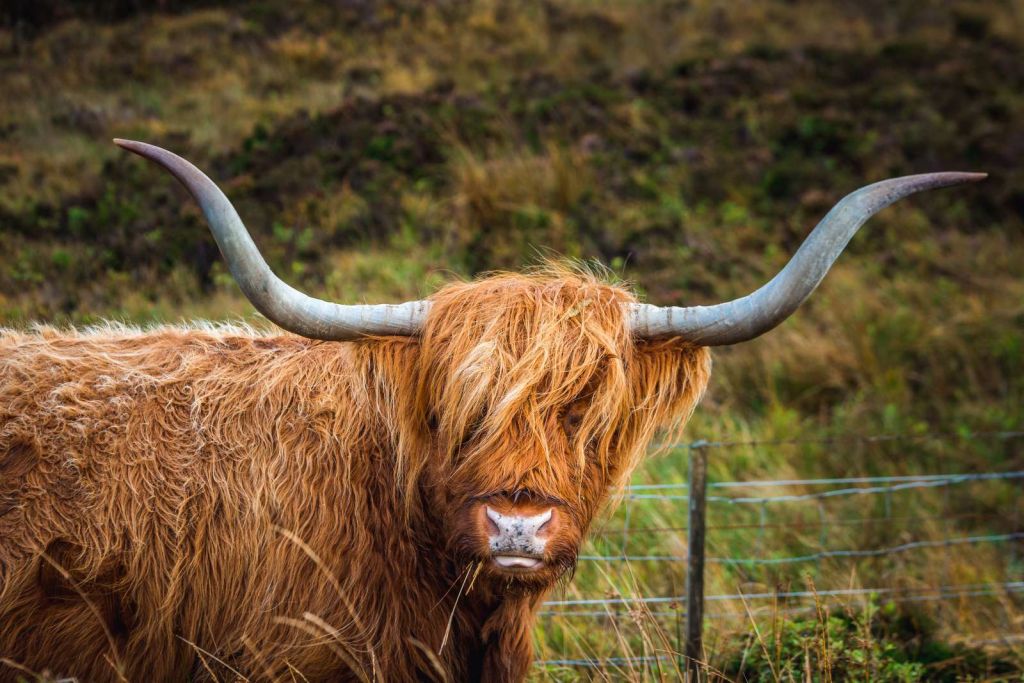 Schotse Hooglander in het veld