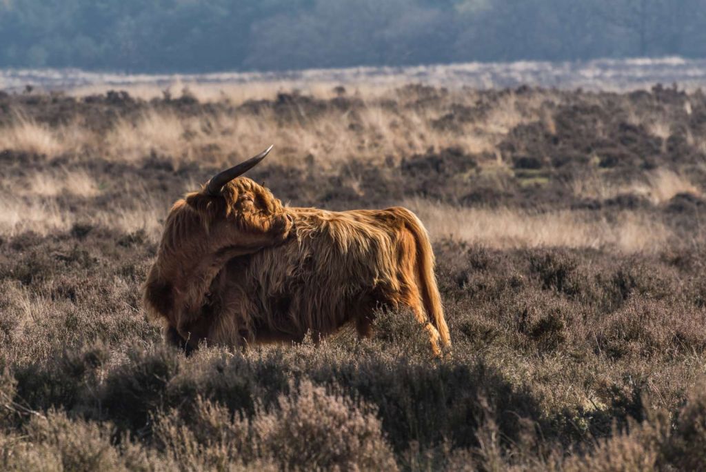 Schotse Hooglander in het wild