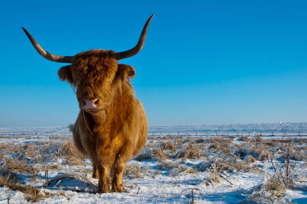 Schotse Hooglander met een blauwe lucht