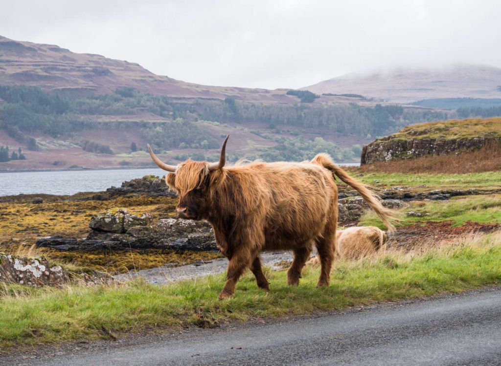 Schotse Hooglander op Mull