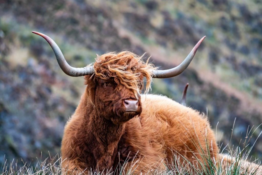 Schotse Hooglander van dichtbij