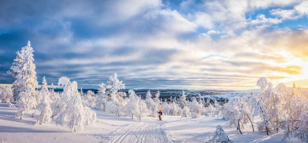 Skiër in een ingesneeuwd bos